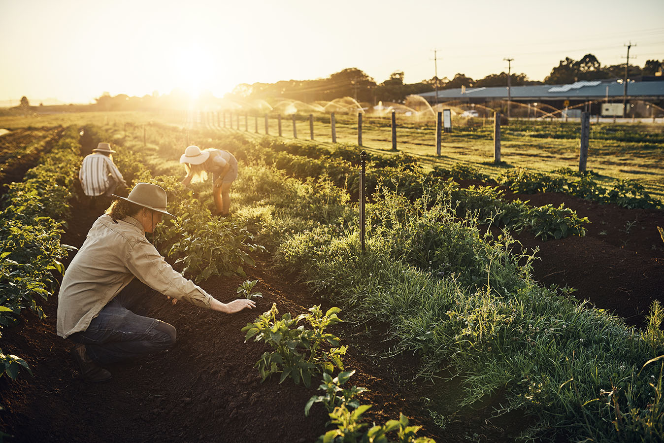 Every seedling has a story