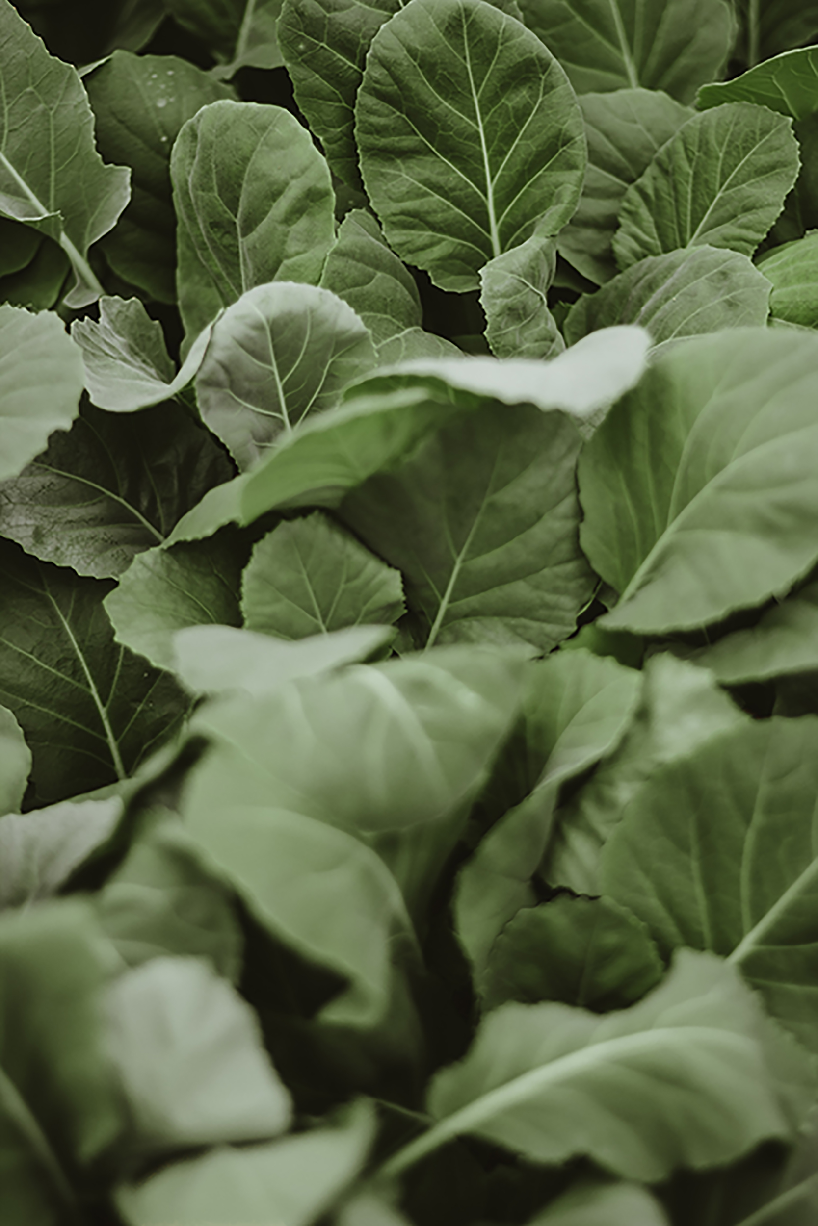 spinach